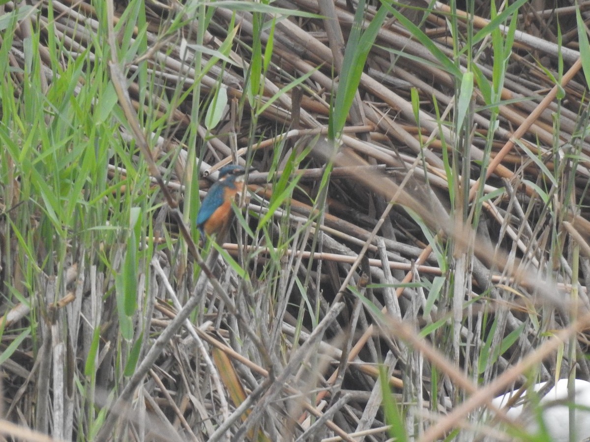 Martin-pêcheur d'Europe - ML643538919