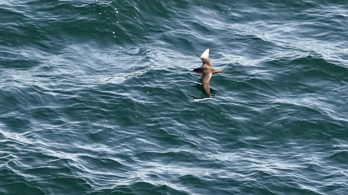 Puffin à bec grêle - ML643538924