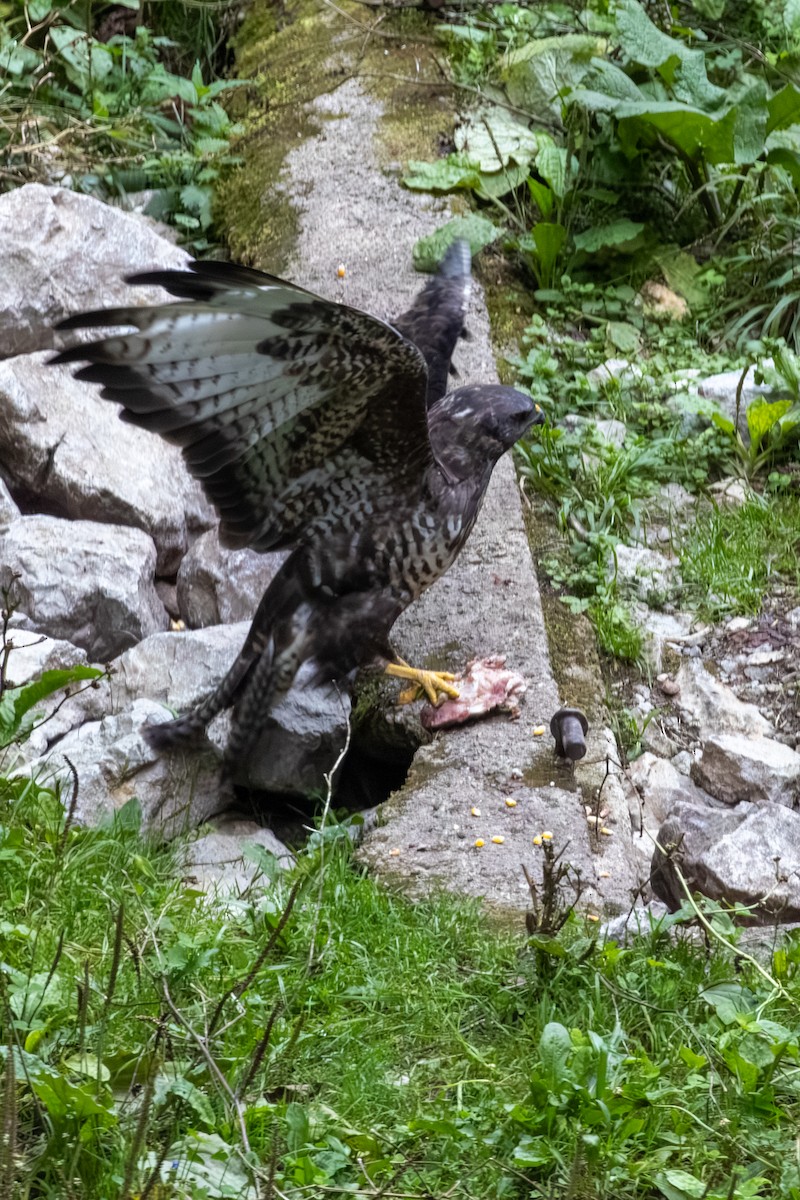 Buse variable - ML643538927