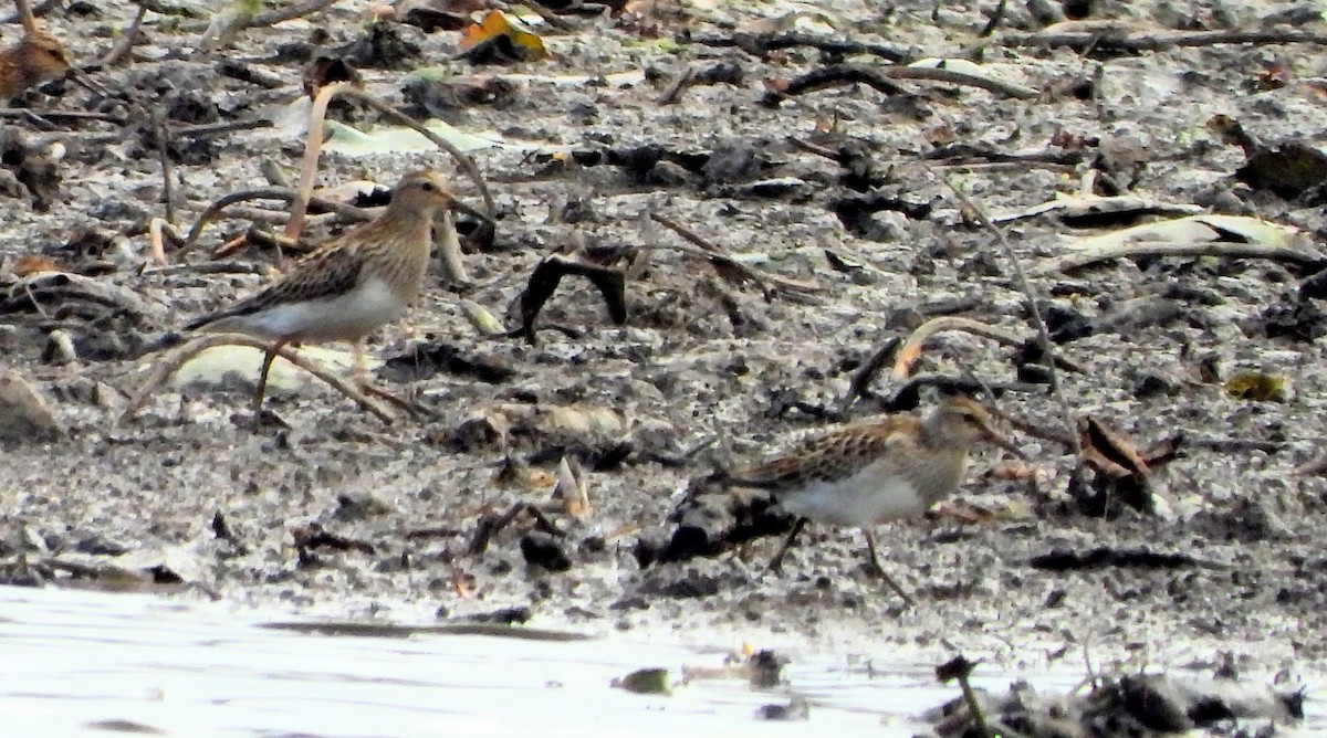 Bécasseau à poitrine cendrée - ML643538933