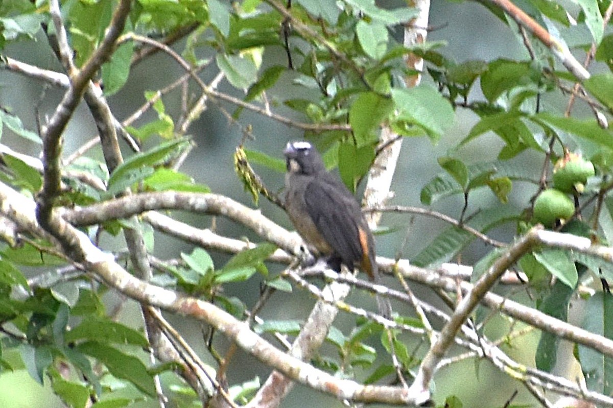 Cinnamon-bellied Saltator - ML643538937
