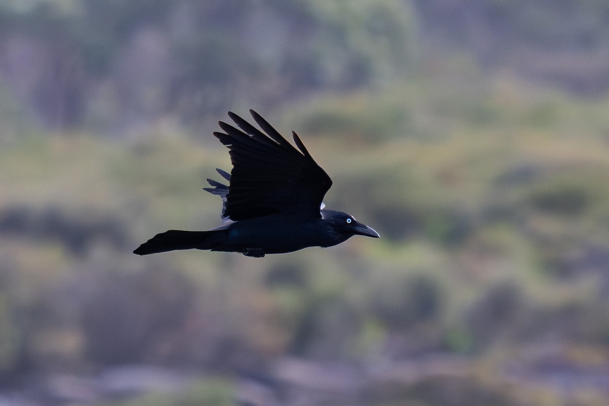 Corbeau d'Australie - ML643538954