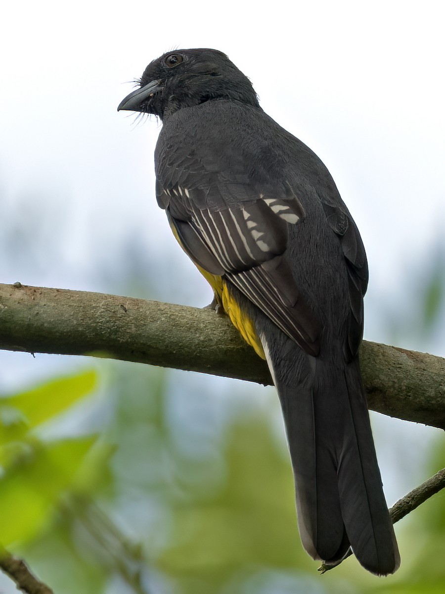Graukopftrogon - ML643538957