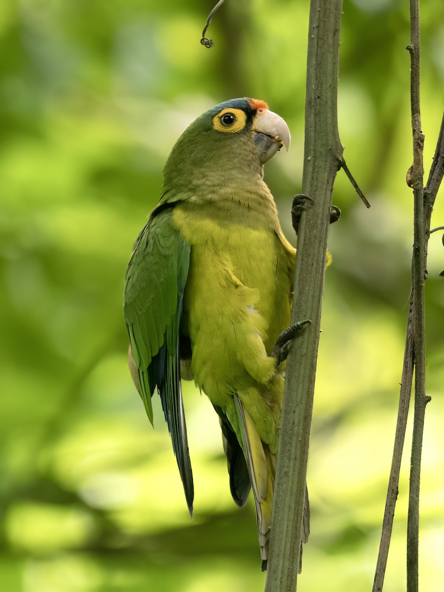 Aratinga Frentinaranja - ML643538964