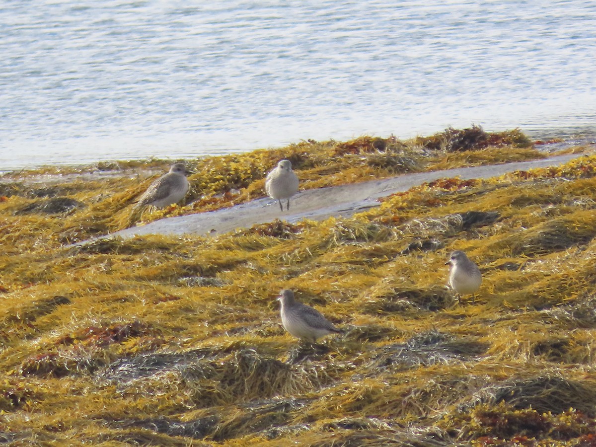 Black-bellied Plover - ML643538965