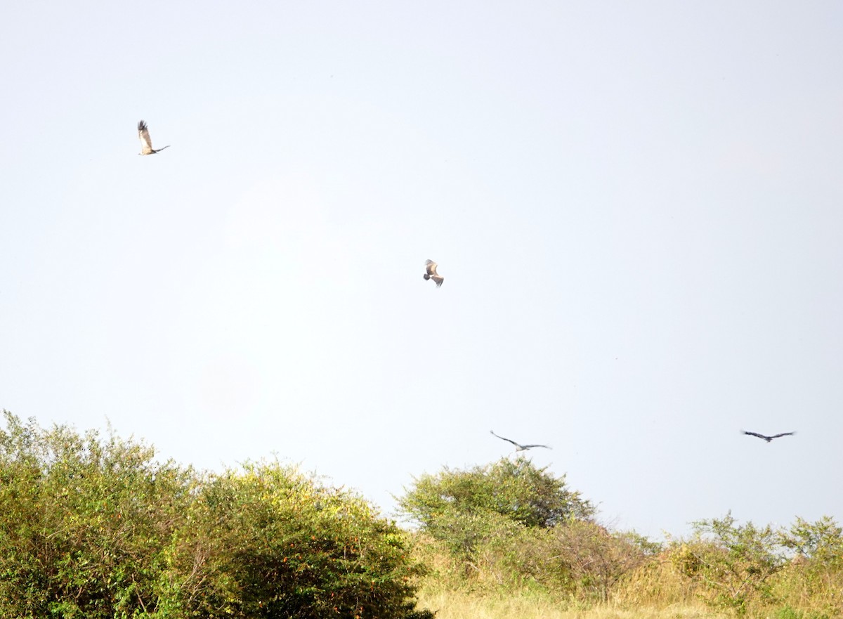 White-backed Vulture - ML643538967