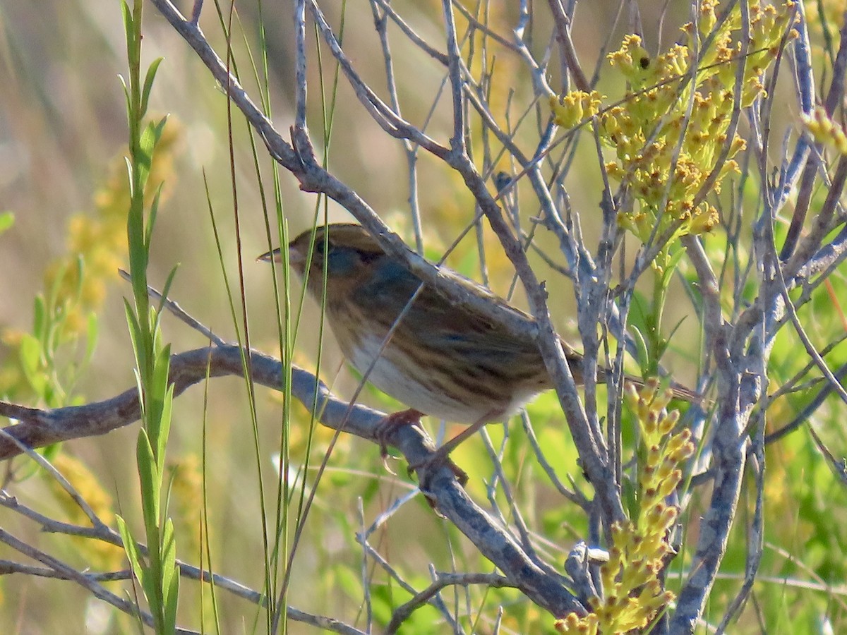 Nelson's Sparrow - ML643538970
