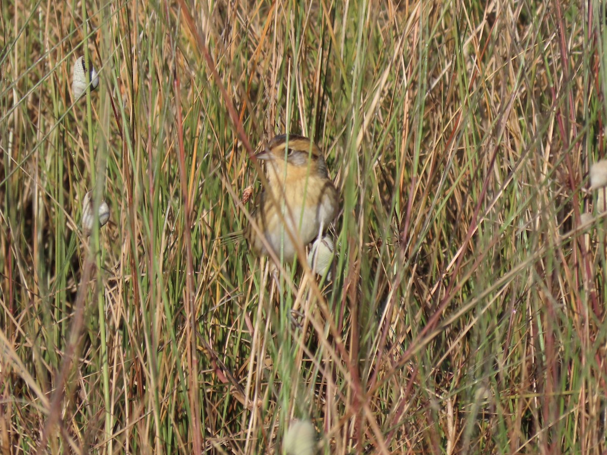 Nelson's Sparrow - ML643538971