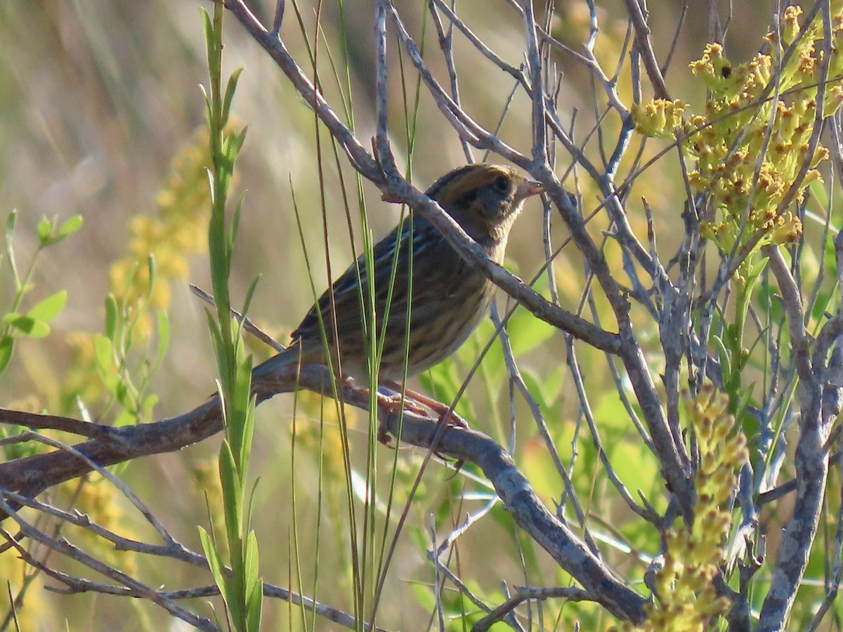 Nelson's Sparrow - ML643538972