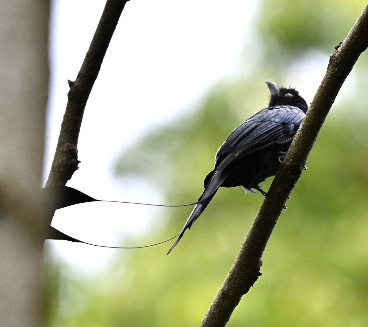 Büyük Raket Kuyruklu Drongo - ML643538973