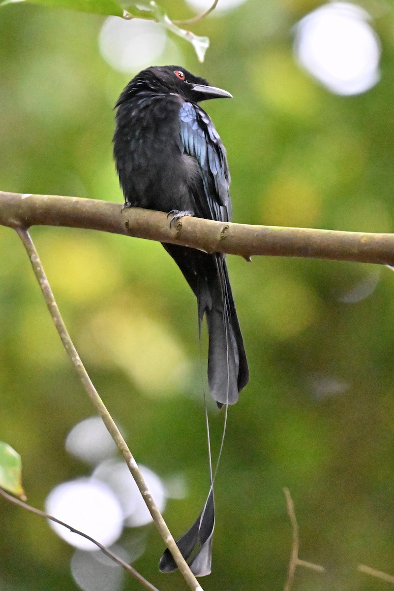Büyük Raket Kuyruklu Drongo - ML643538974