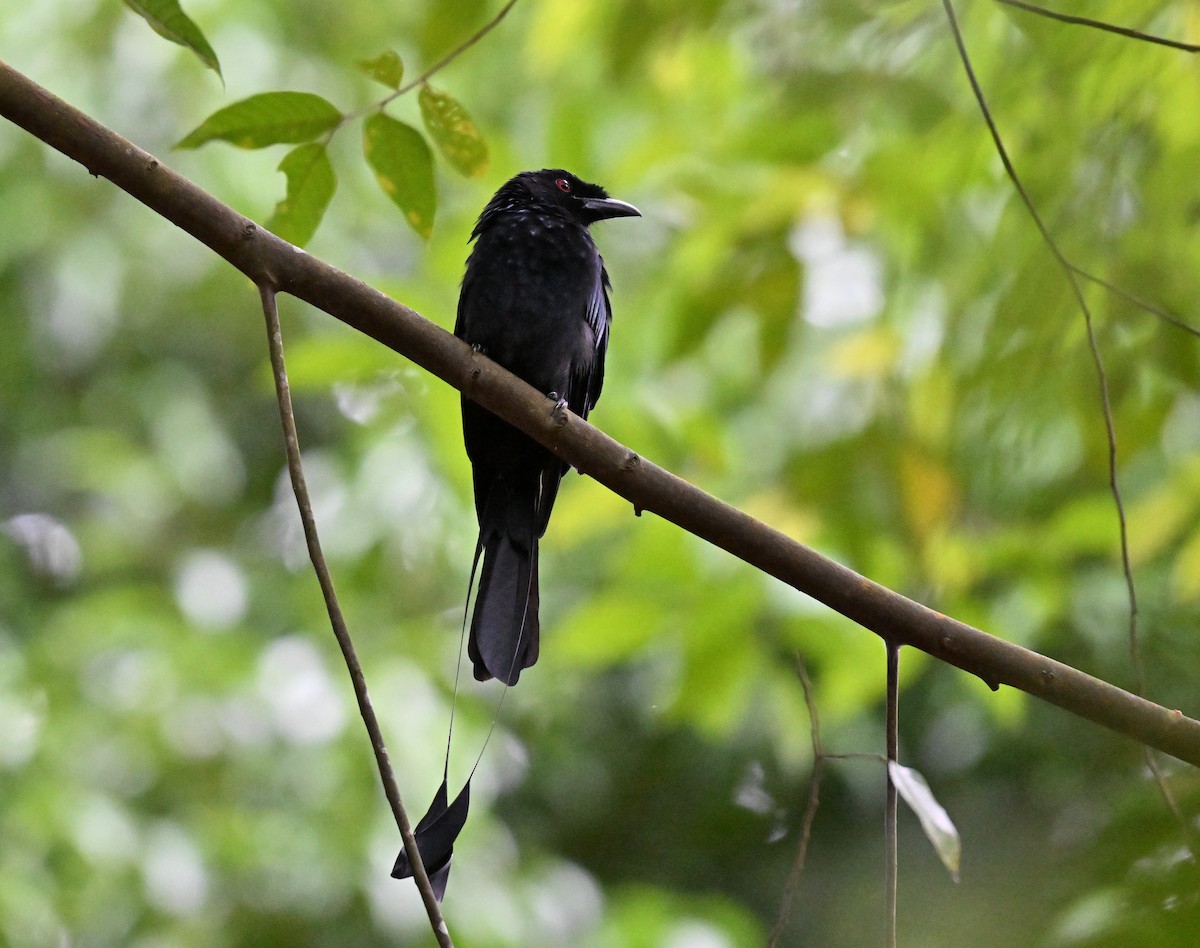 Büyük Raket Kuyruklu Drongo - ML643538975
