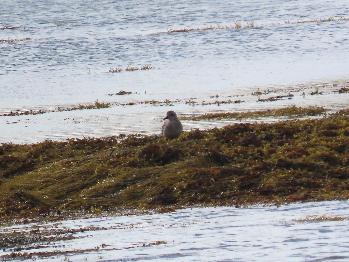 Black-bellied Plover - ML643538978