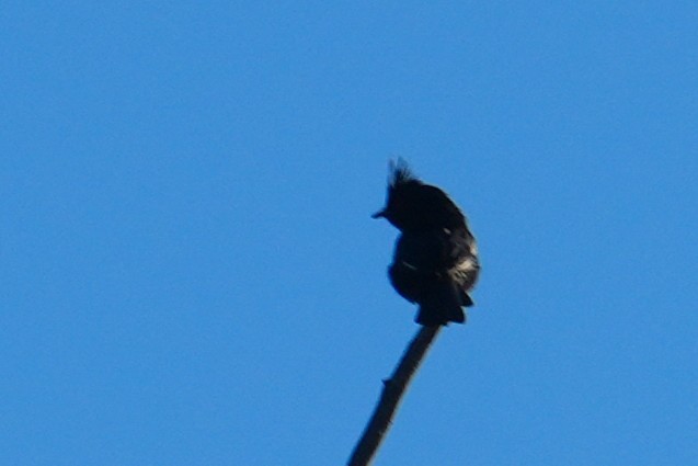 Steller's Jay - ML643538995
