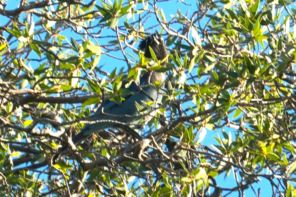 Steller's Jay - ML643538996