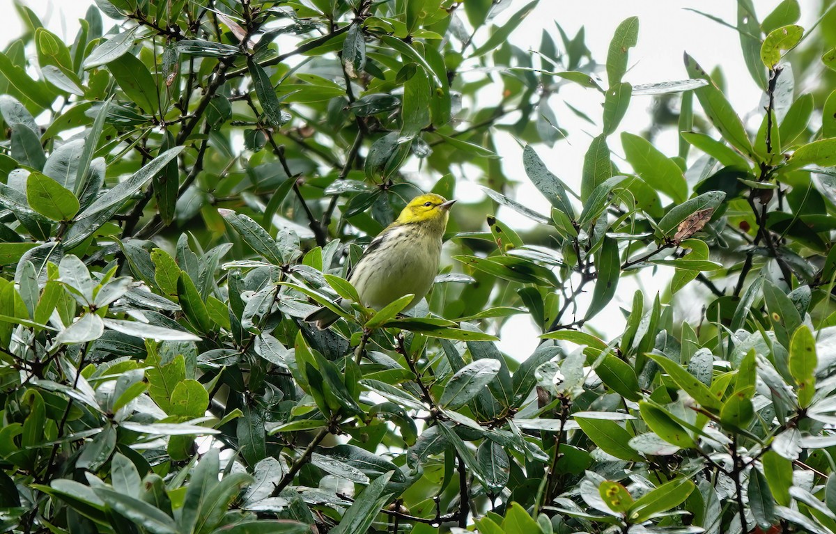 Black-throated Green Warbler - ML643539006