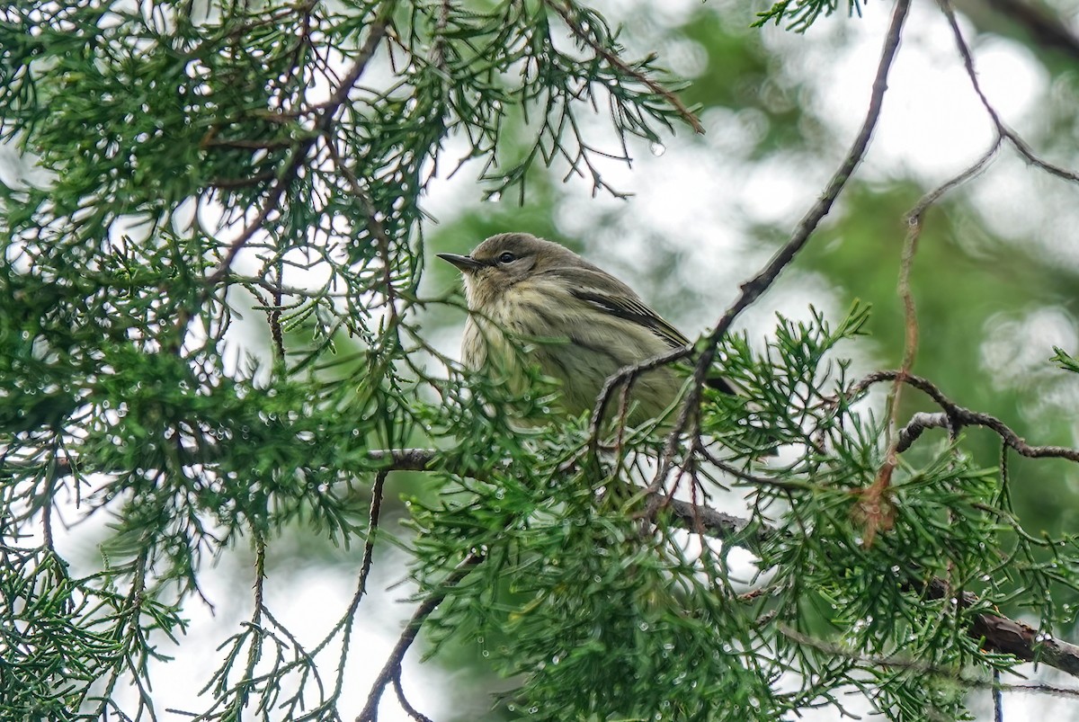 Paruline tigrée - ML643539039