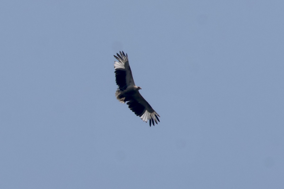Palm-nut Vulture - ML643539043