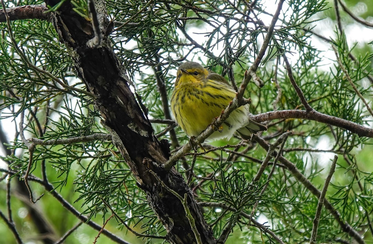 Paruline tigrée - ML643539046