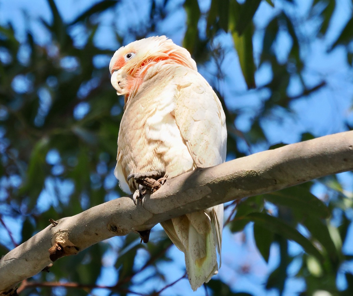 Long-billed Corella - ML643539073