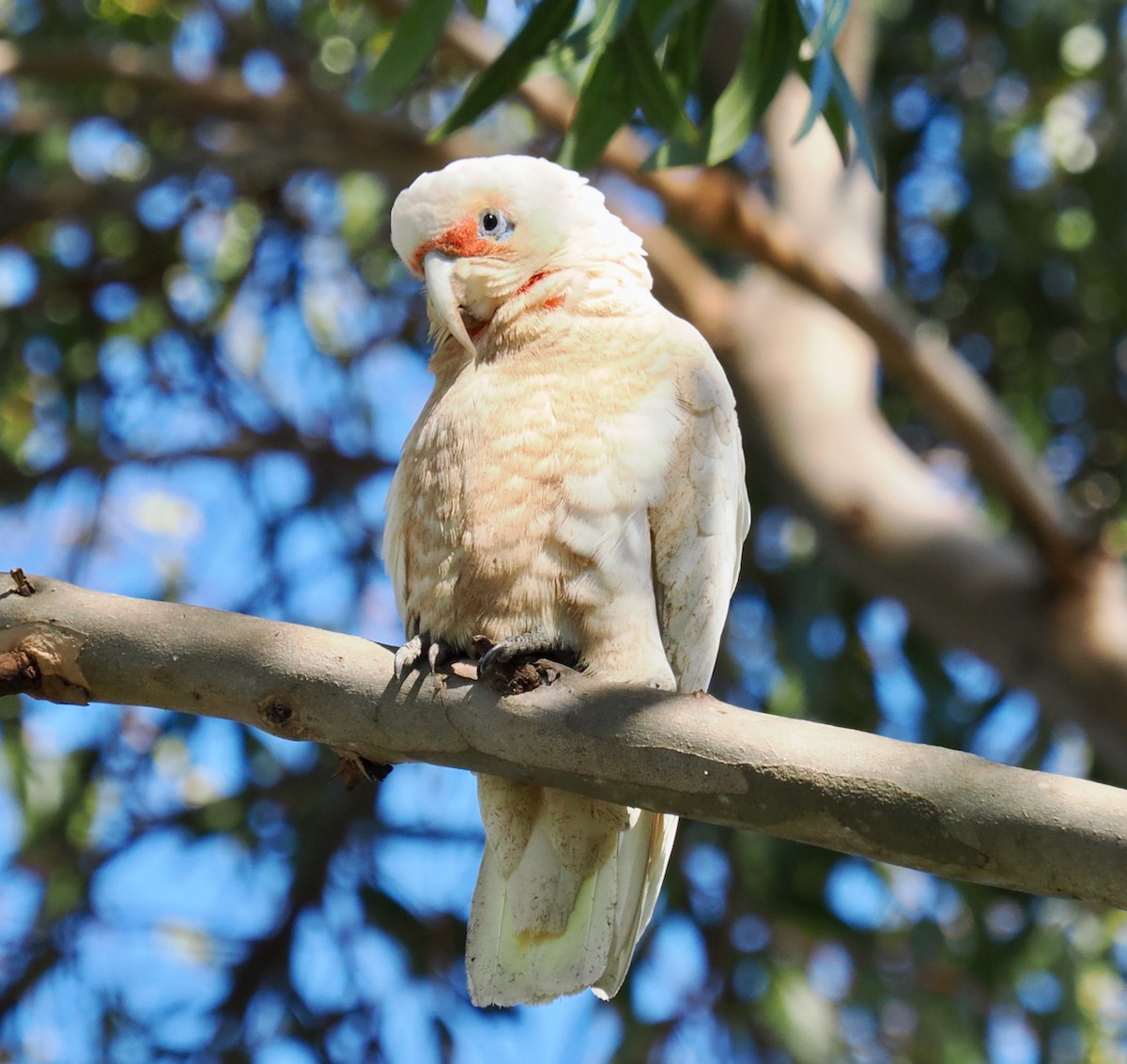 Long-billed Corella - ML643539074