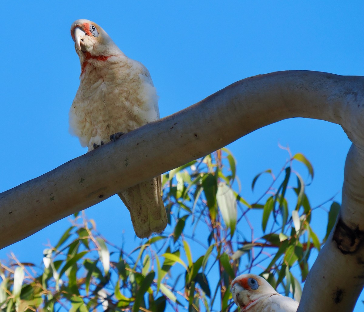 Long-billed Corella - ML643539075