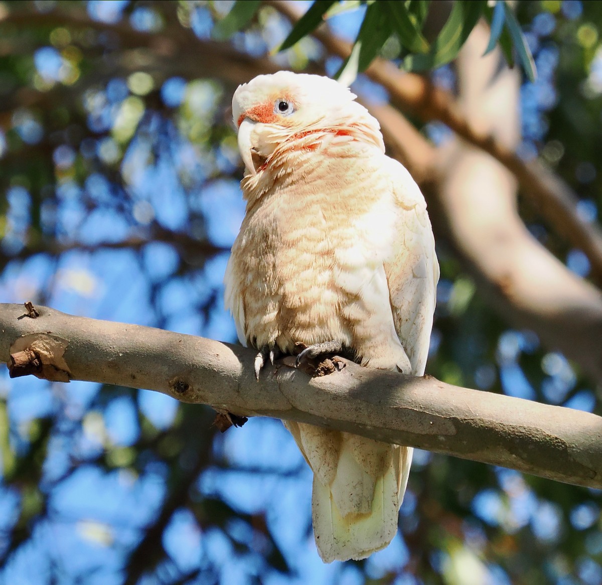 Long-billed Corella - ML643539076