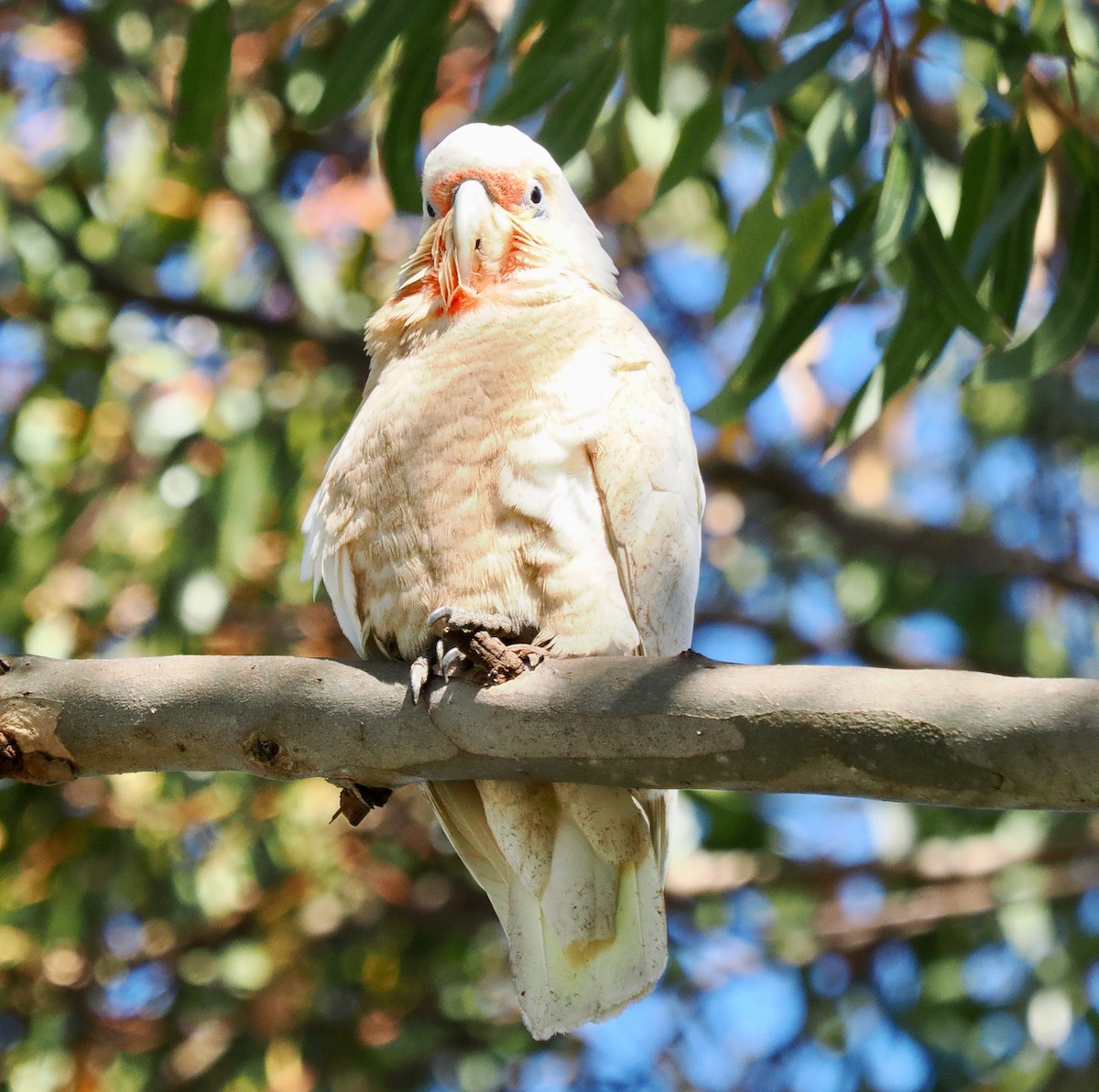 Long-billed Corella - ML643539077
