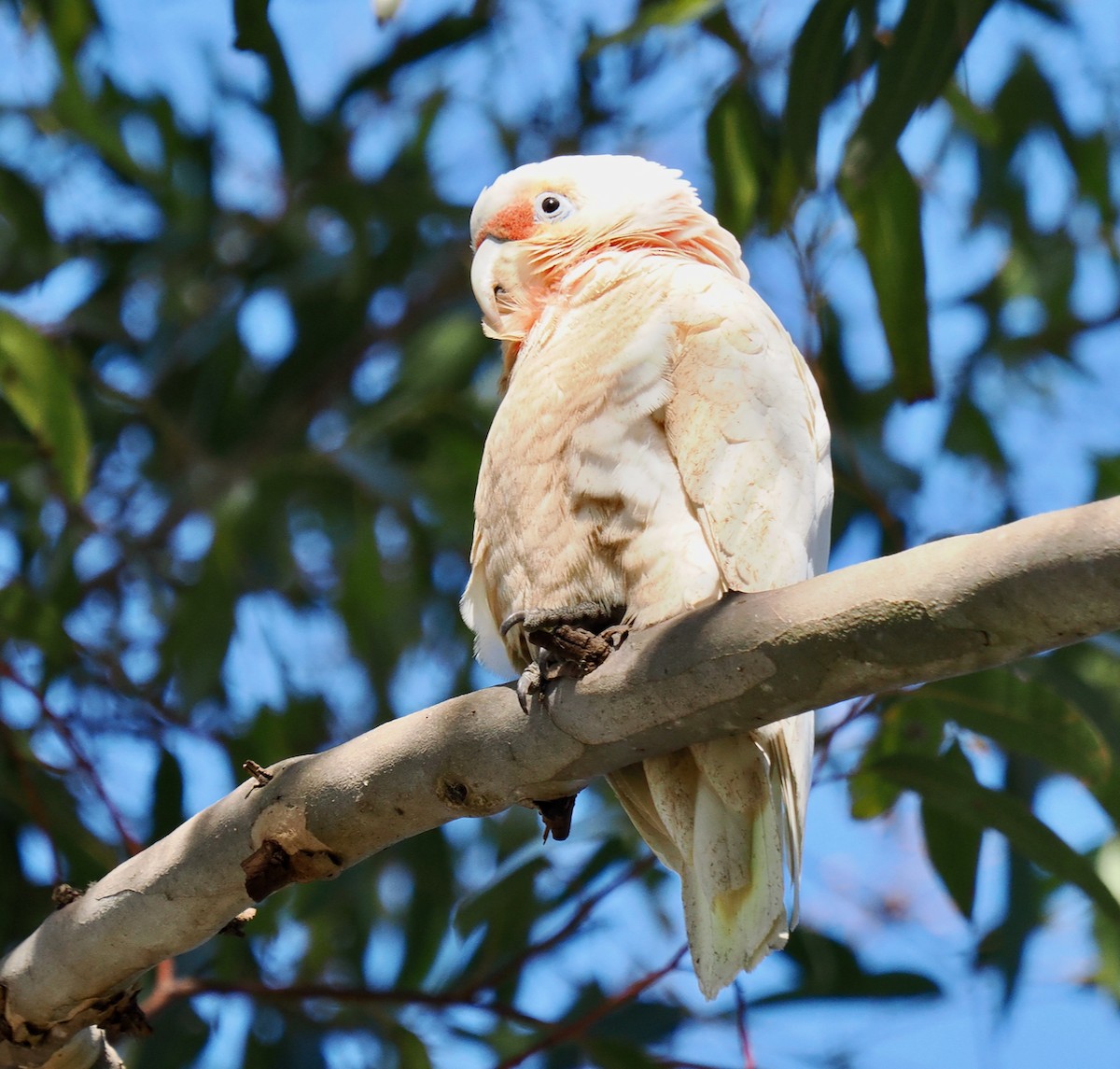 Long-billed Corella - ML643539078