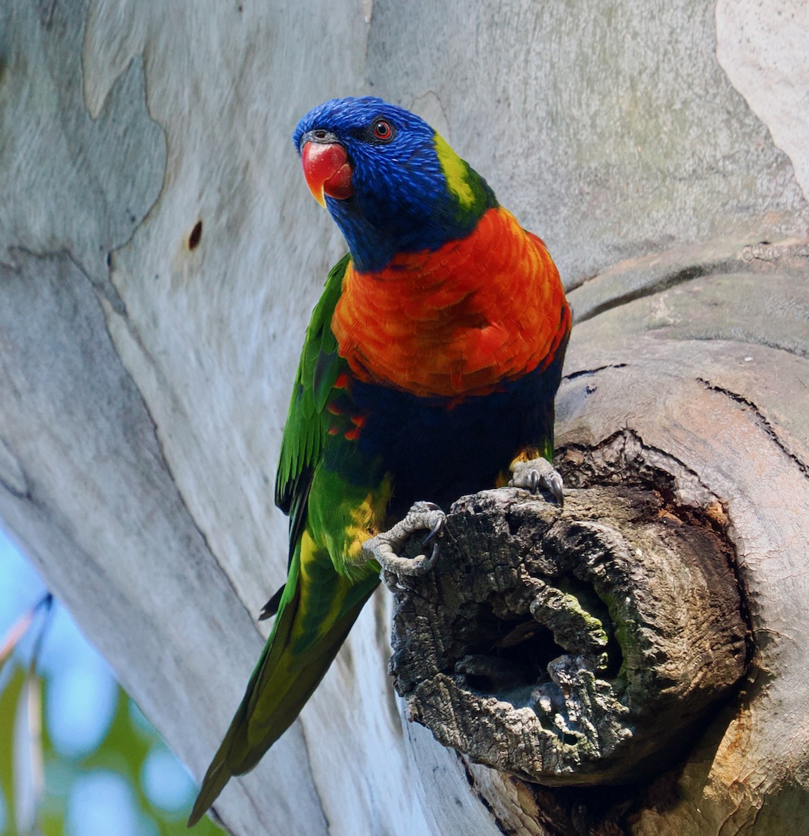 Rainbow Lorikeet - ML643539088