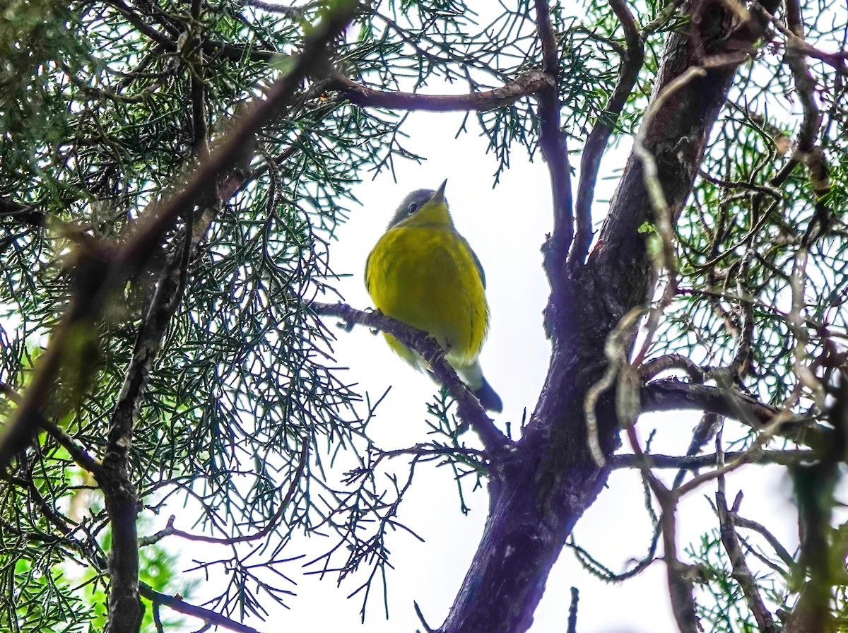 シロオビアメリカムシクイ - ML643539090