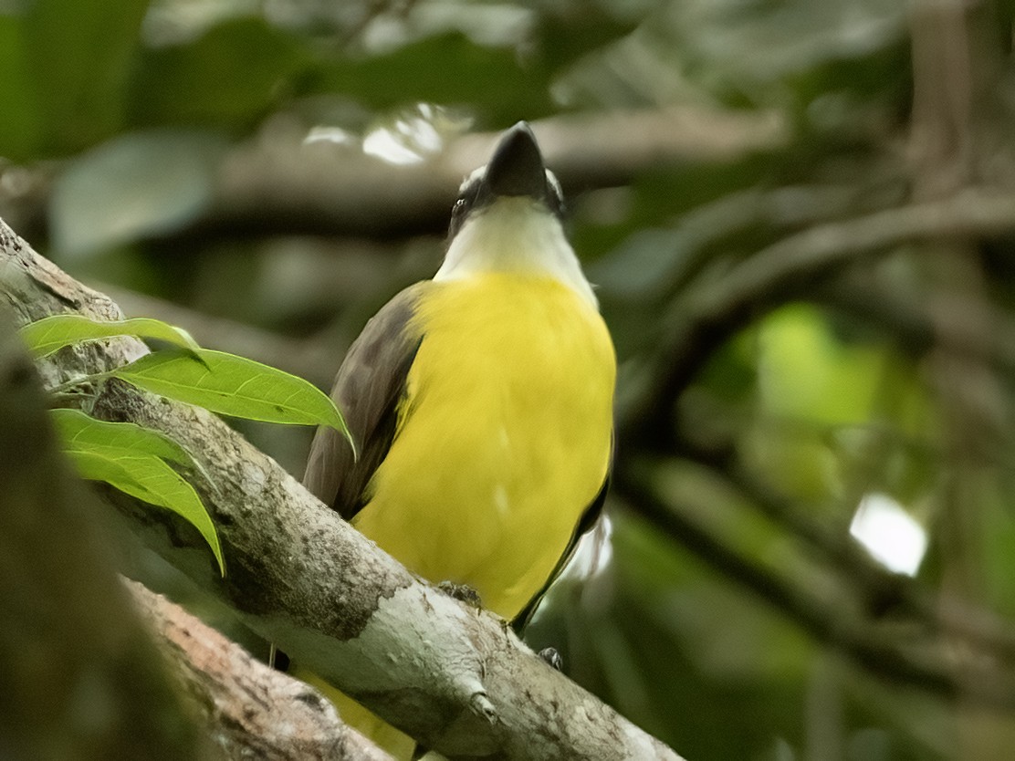 Boat-billed Flycatcher - ML643539100