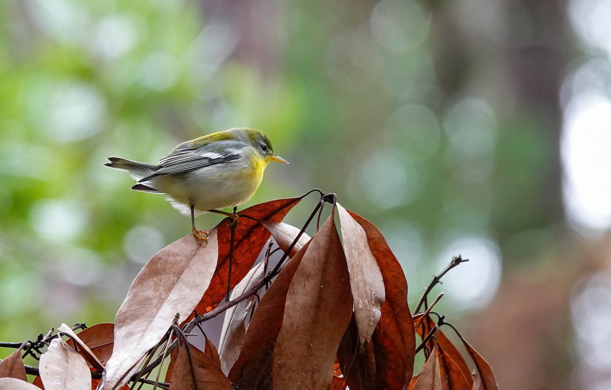 アサギアメリカムシクイ - ML643539101