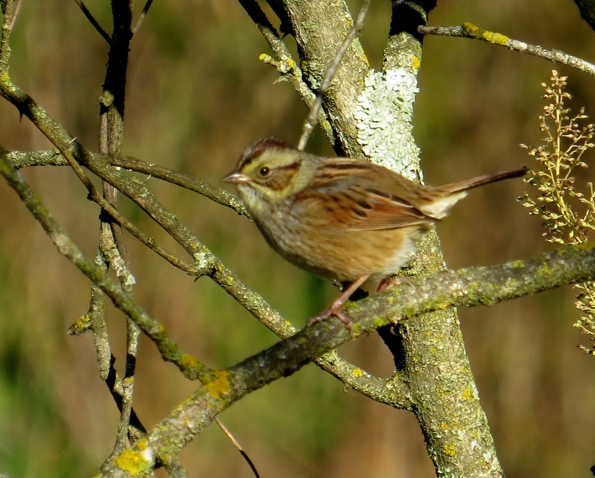 Swamp Sparrow - ML643539102
