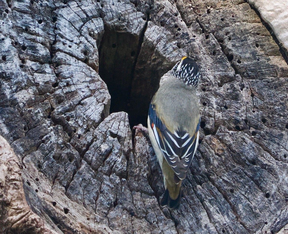 Striated Pardalote (Striated) - ML643539104