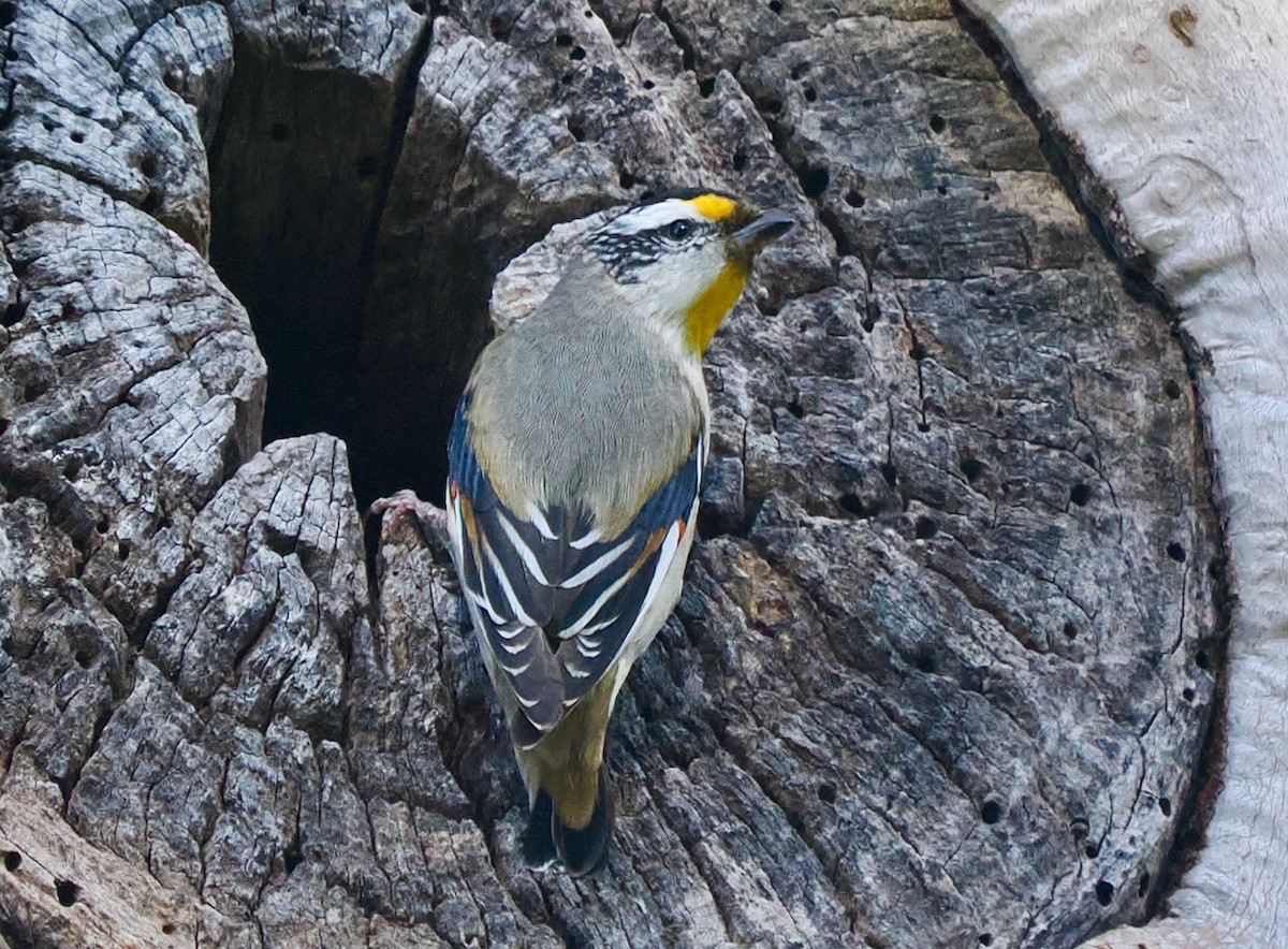 Striated Pardalote (Striated) - ML643539105