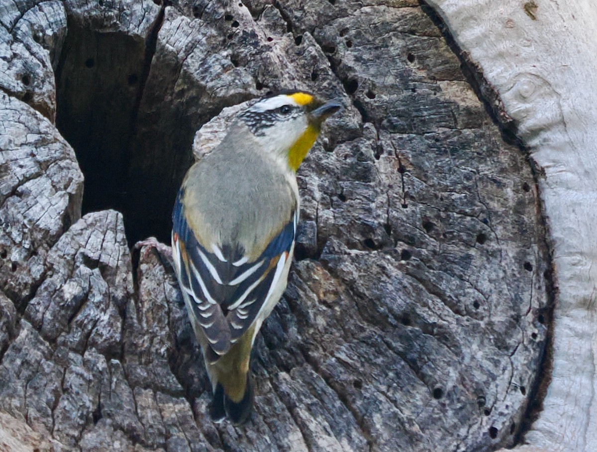 Striated Pardalote (Striated) - ML643539107