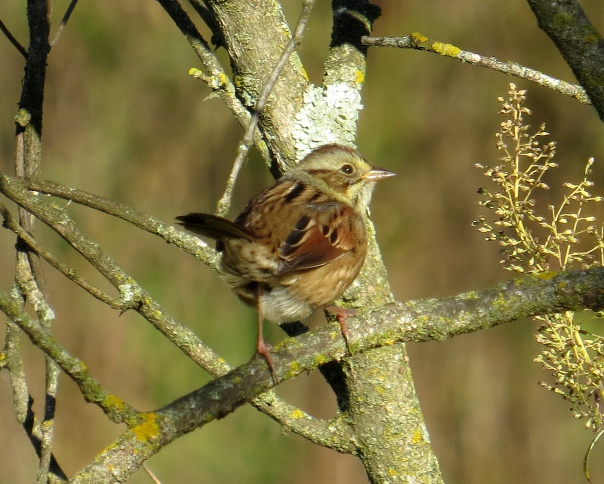 Swamp Sparrow - ML643539110