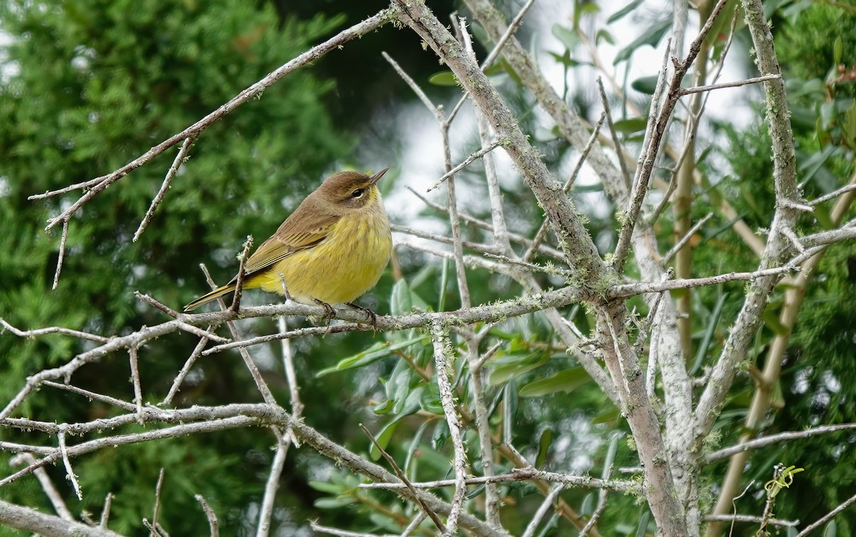 ヤシアメリカムシクイ（hypochrysea） - ML643539113