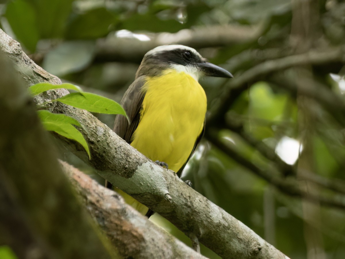 Boat-billed Flycatcher - ML643539114