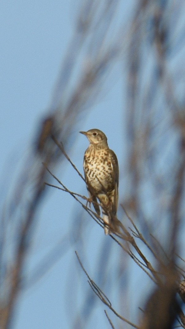 Mistle Thrush - ML643539118