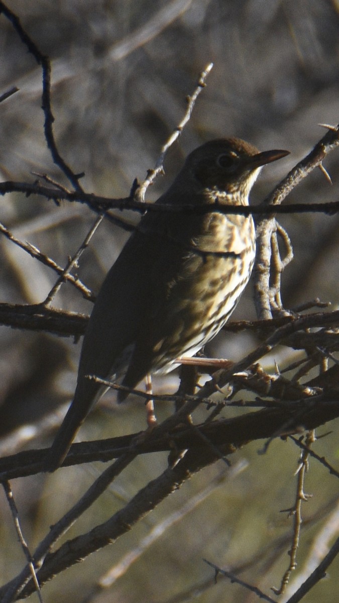 Song Thrush - ML643539131