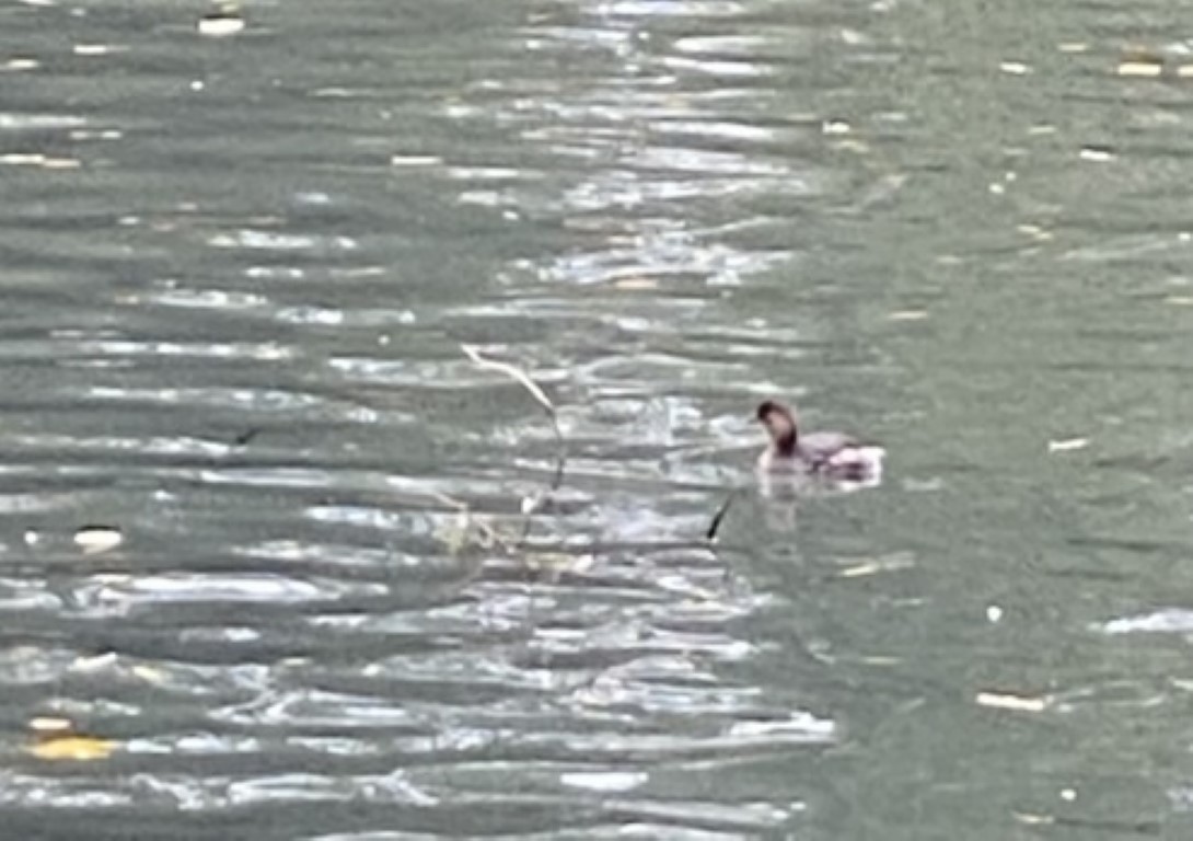 Little Grebe - ML643539151