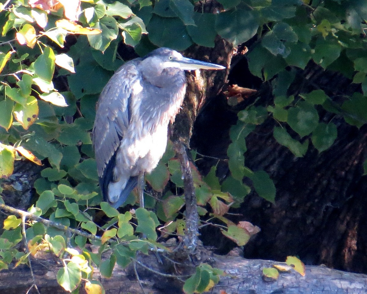 Great Blue Heron - ML643539152