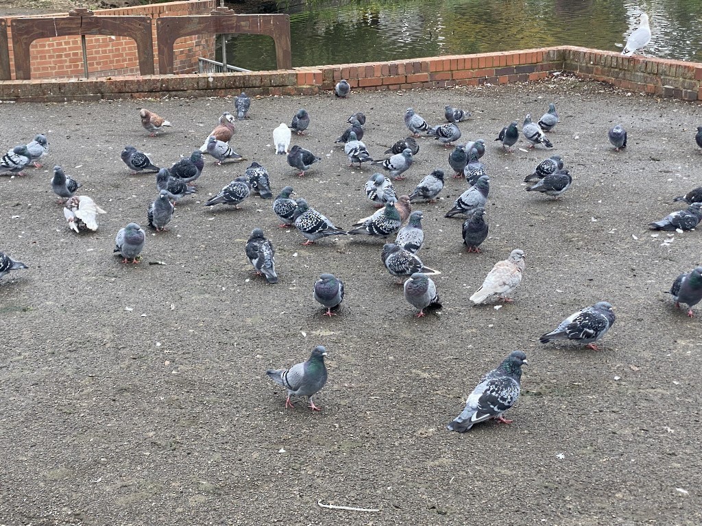 Rock Pigeon (Feral Pigeon) - ML643539154