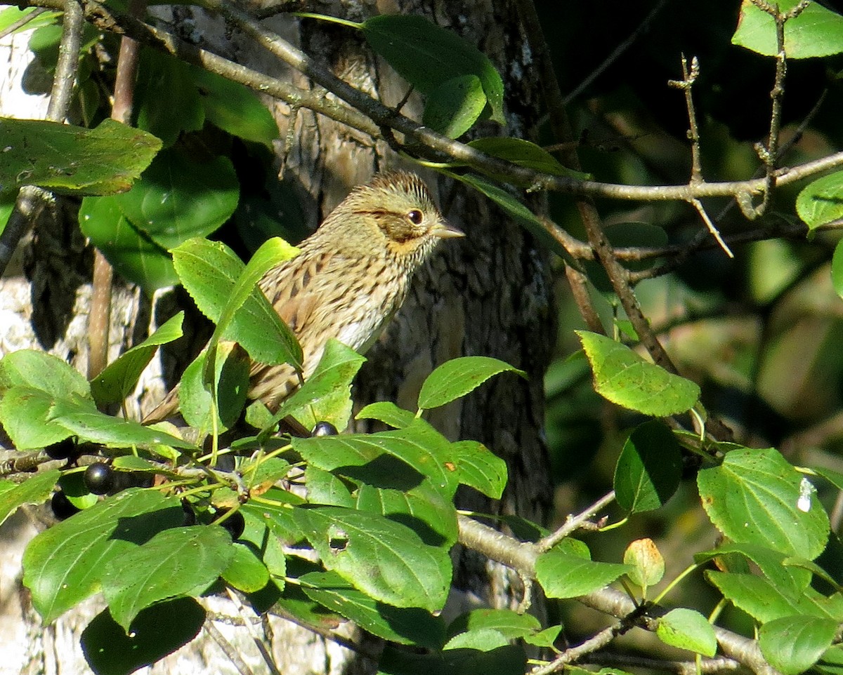 Lincoln's Sparrow - ML643539163