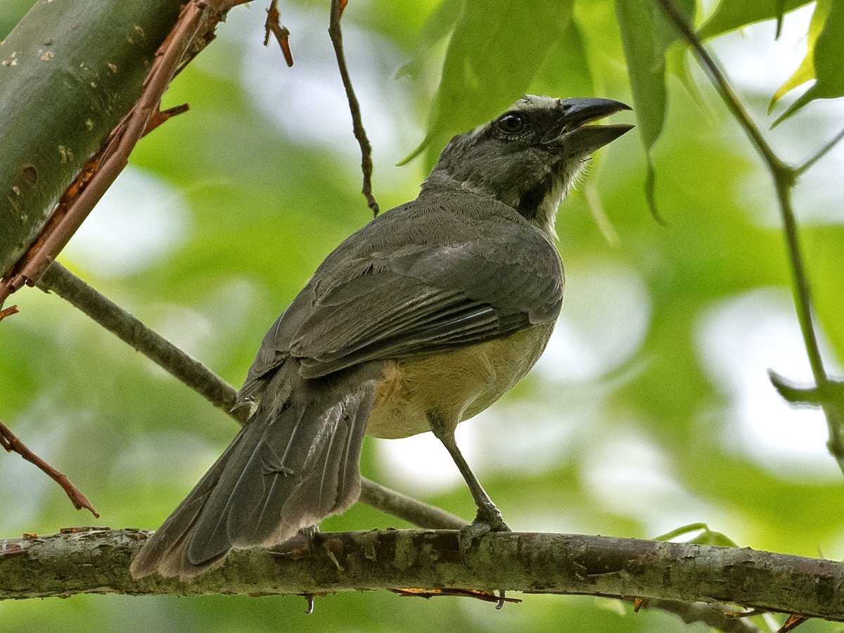 Cinnamon-bellied Saltator - ML643539164