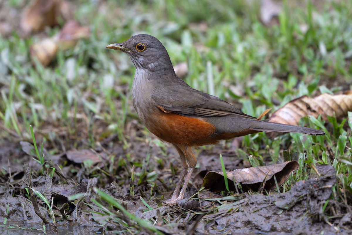Rufous-bellied Thrush - ML643539167
