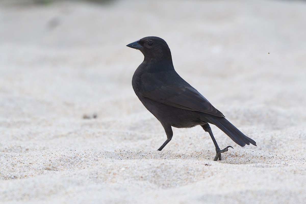 Shiny Cowbird - ML643539177