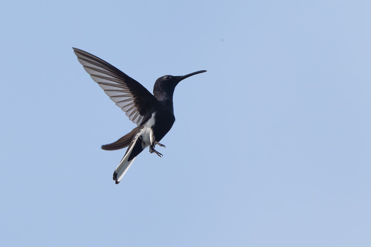 Black Jacobin - ML643539179